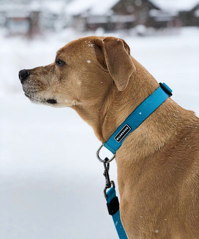 Wilderdog Waterproof Dog Collar Collar Wilderdog 