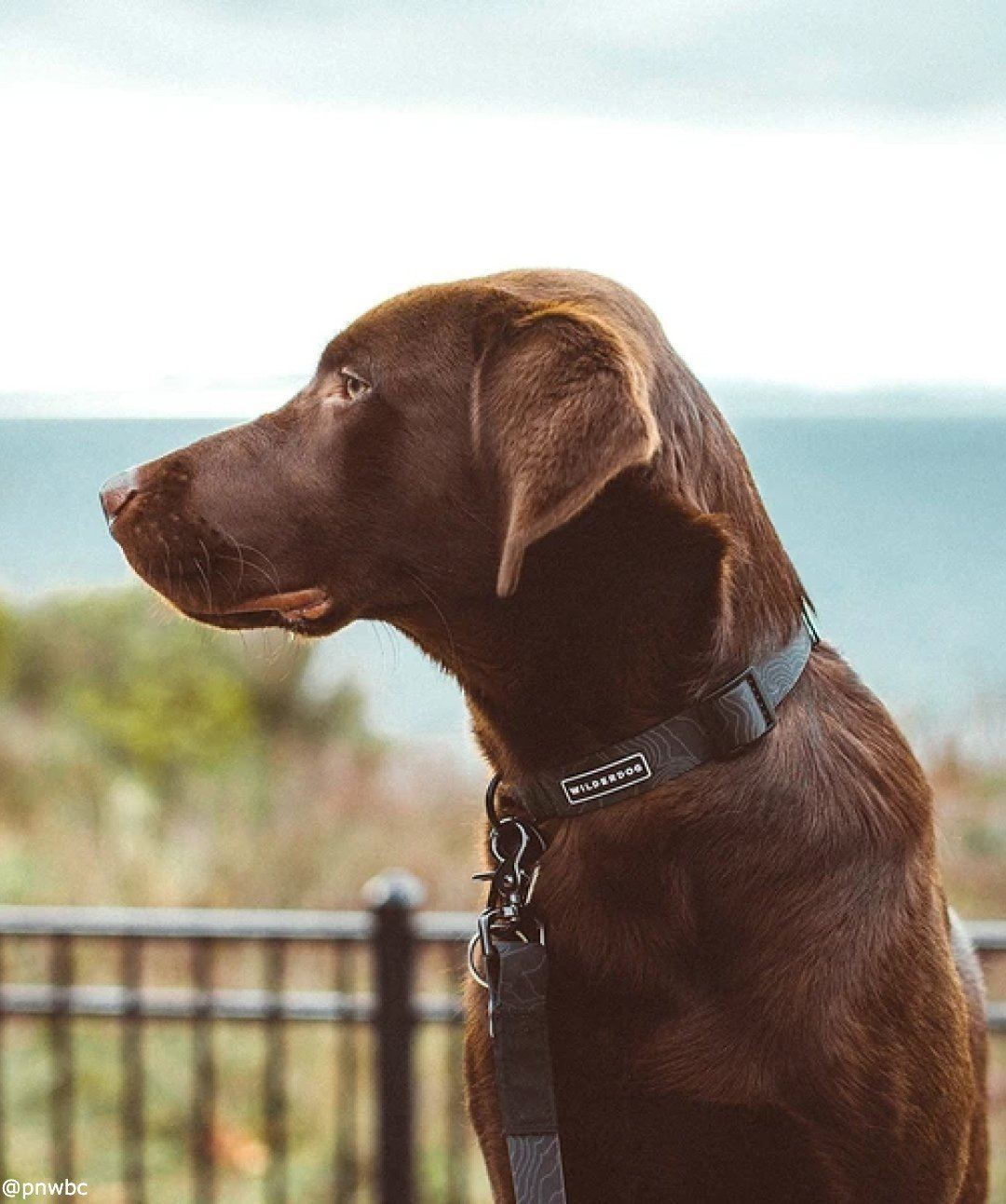 Wilderdog Waterproof Dog Collar Collar Wilderdog 