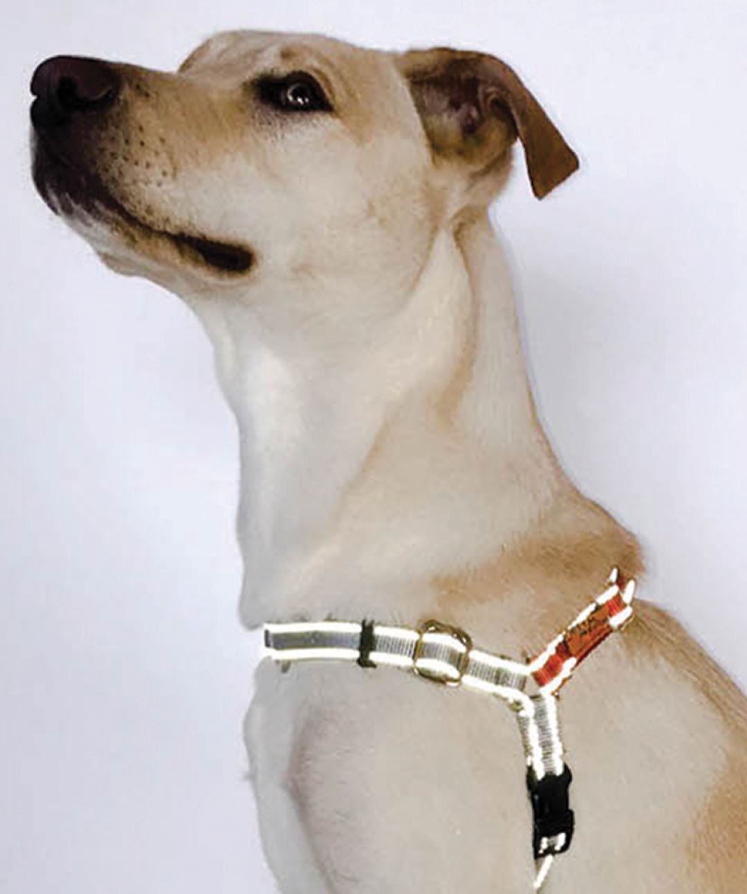 Wonder Walker™ Flash Reflective Dog Harness (7 Colors) Harness Dolan's Dog Doo-Dads 